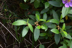 Melastoma malabathricum